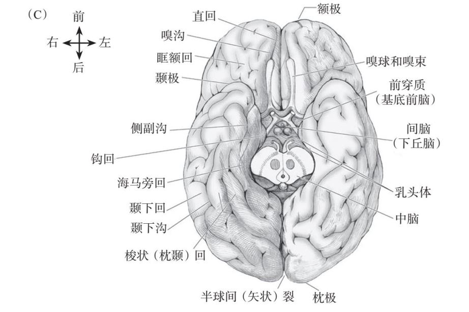 猪的大脑在哪些方面与人脑相似吗？(图