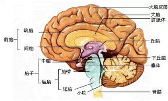 三星演示机关闭演示_华为演示机关闭演示_马斯克演示脑机接口植入猪脑