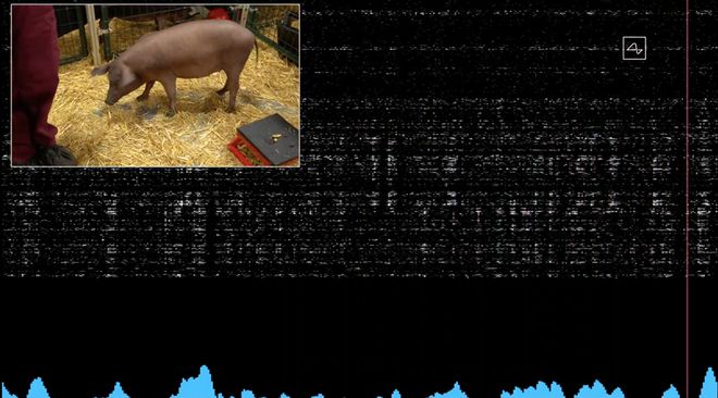 直播现场展示了猪脑活动的实时无线传输。当猪的鼻子触碰到物体时，图像上出现噪音。
