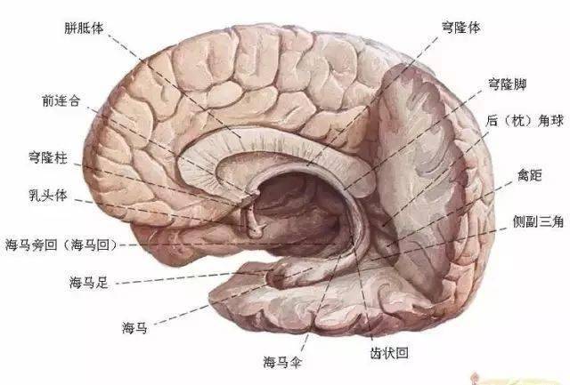 脑白质营养不良植入前诊断_马斯克演示脑机接口植入猪脑_埃隆马斯克 脑机接口
